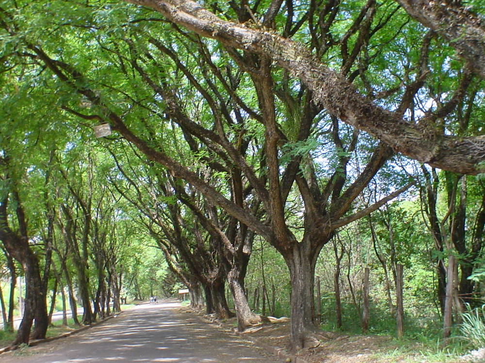 Caminho de Outono