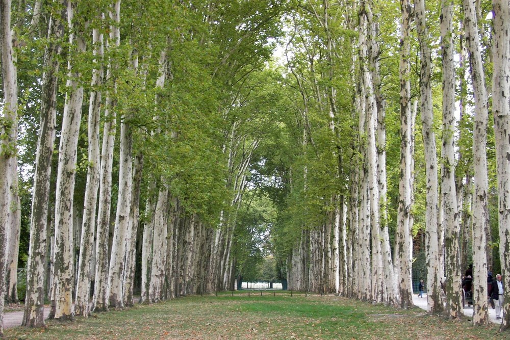 Caminhos da natureza - VERSAILLES