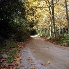 Caminito de montaña en una mañana de otoño