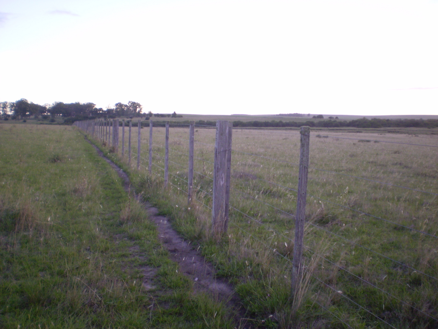 CAMINITOS EN EL CAMPO