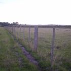 CAMINITOS EN EL CAMPO