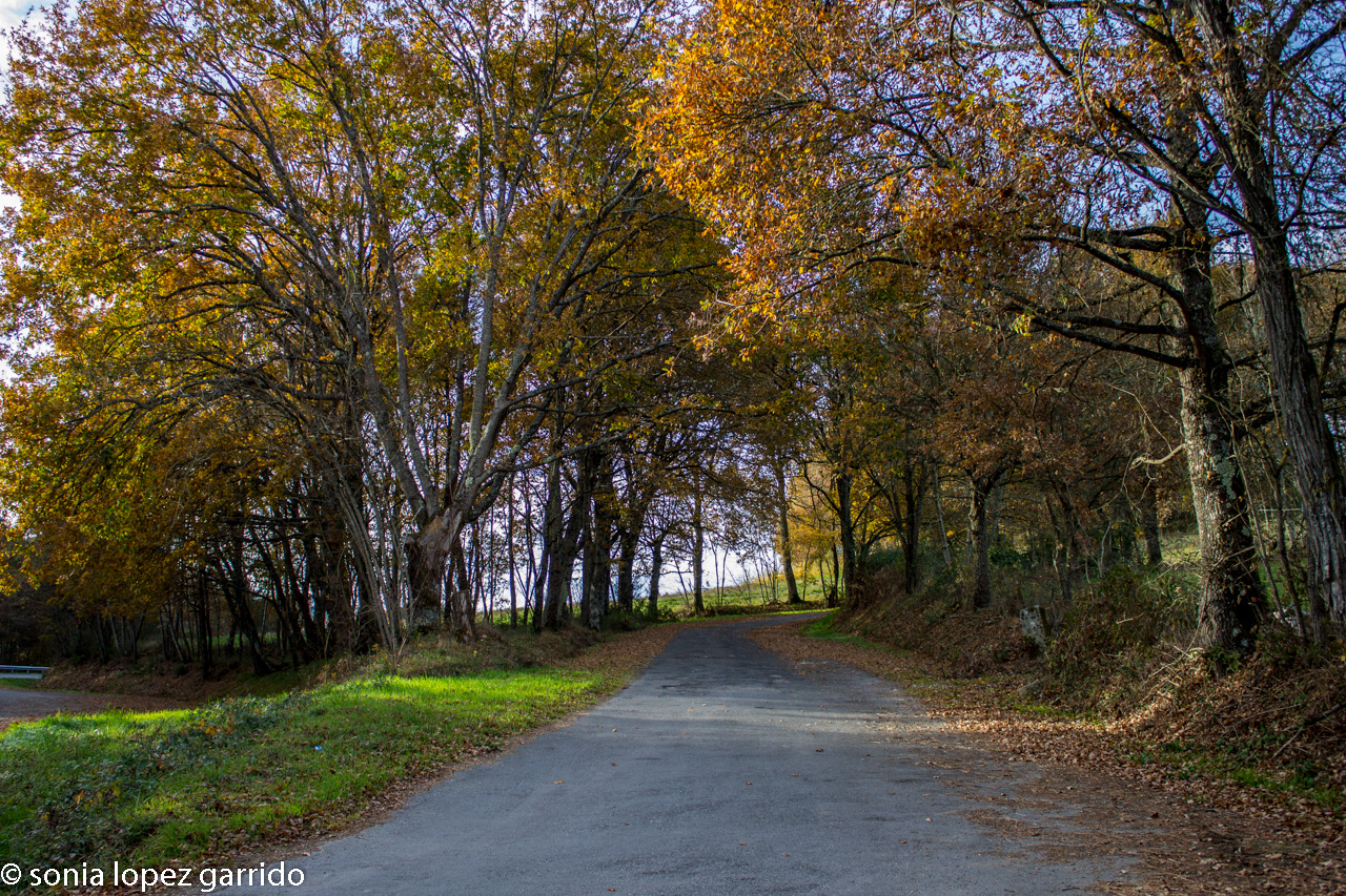 Camino