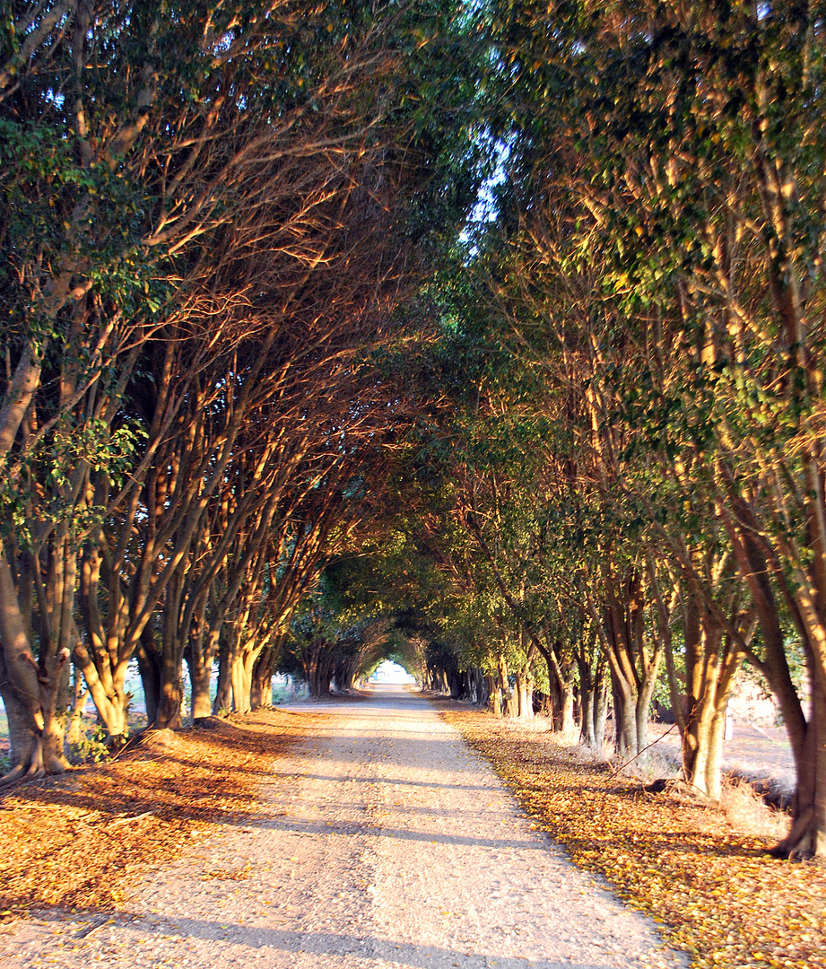 Camino