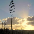 camino a las dunas