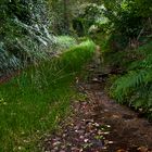 Camino a lo más denso del bosque