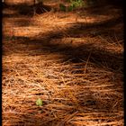 Camino al Bosque