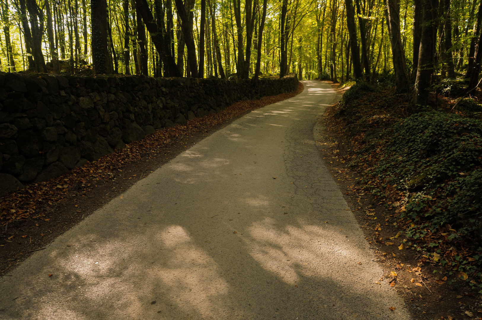 Camino al bosque