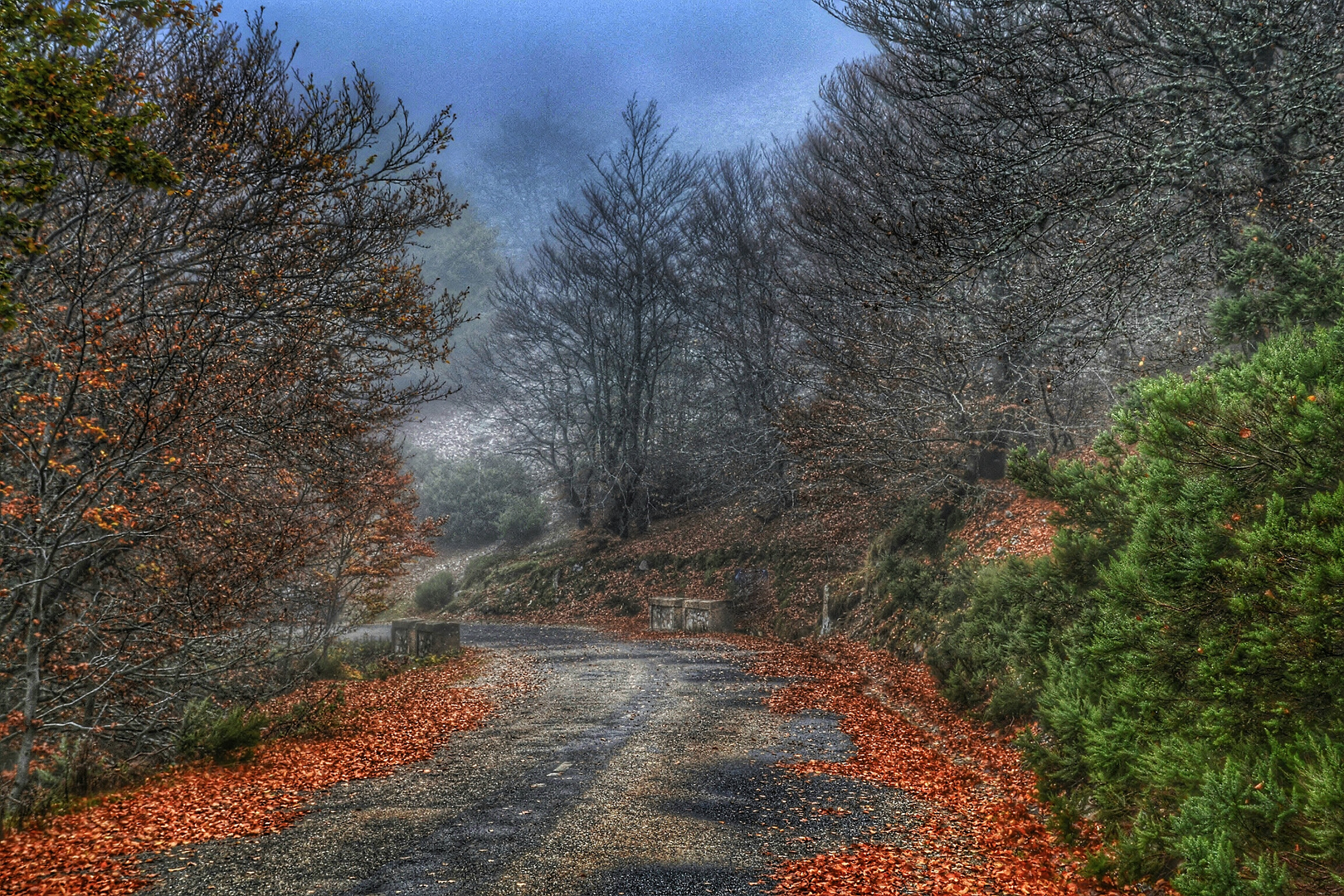 Camino al hayedo de la Pedrosa