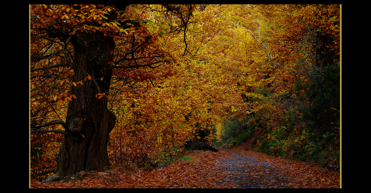 Camino al invierno