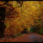 Camino al invierno