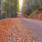 Camino al Lago Castor