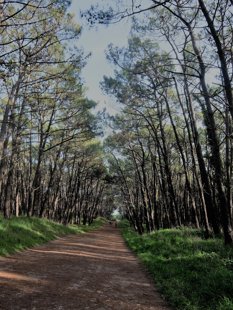 CAMINO AL MAR