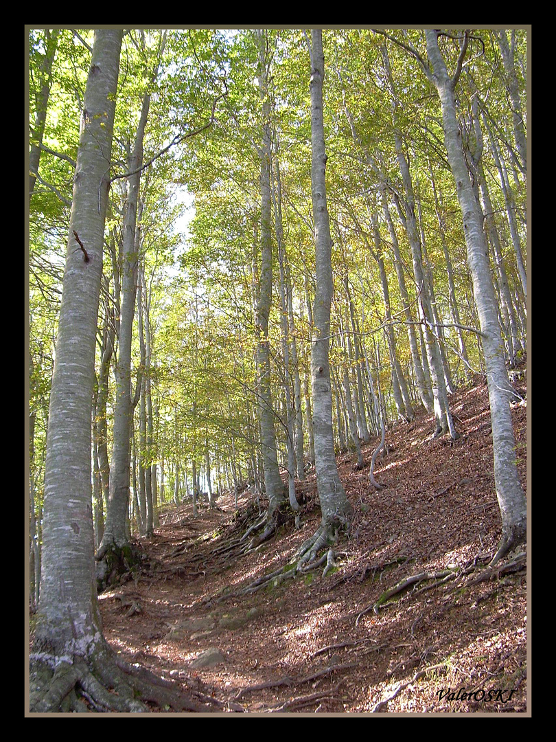 CAMINO AL OTOÑO