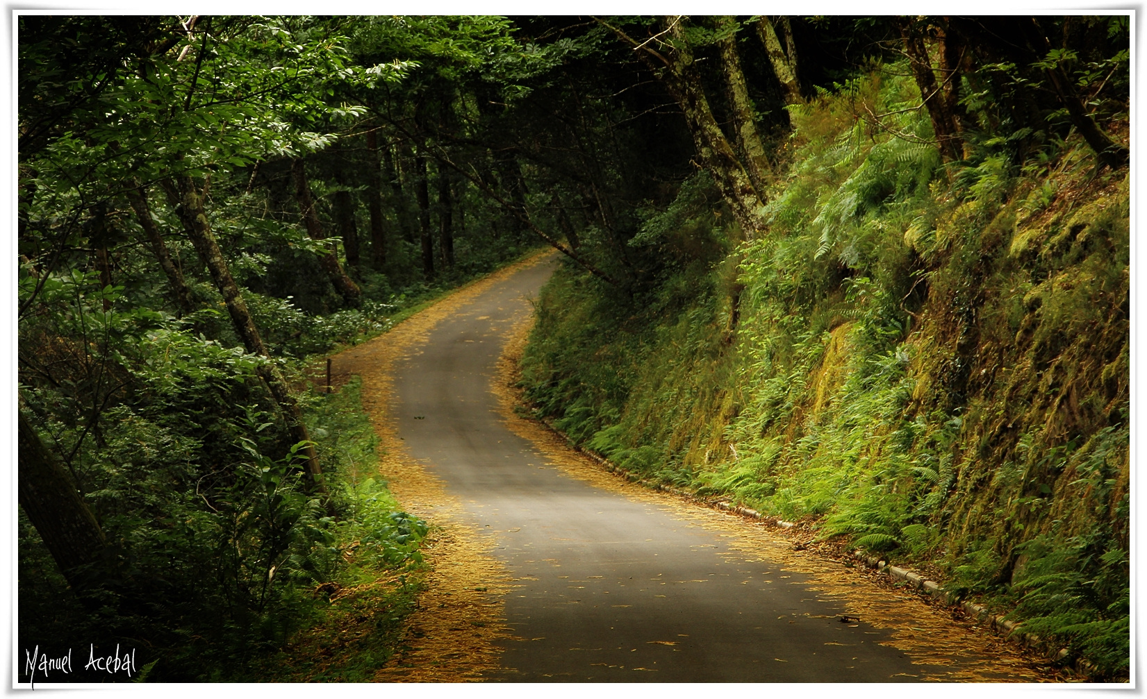 CAMINO AL OTOÑO