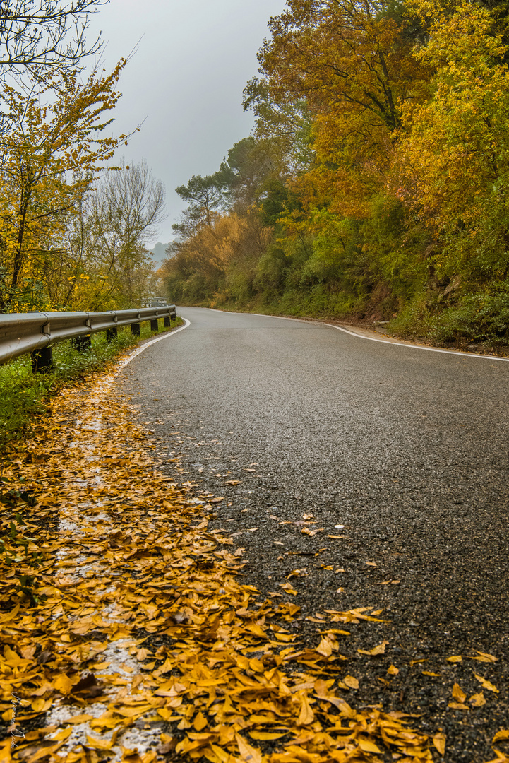 Camino Al Otoño...III