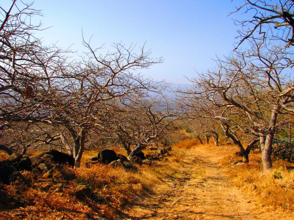 Camino Amarillo.