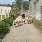 Camino - Begegnungen auf dem Weg in Galizien