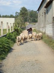 Camino - Begegnungen auf dem Weg in Galizien