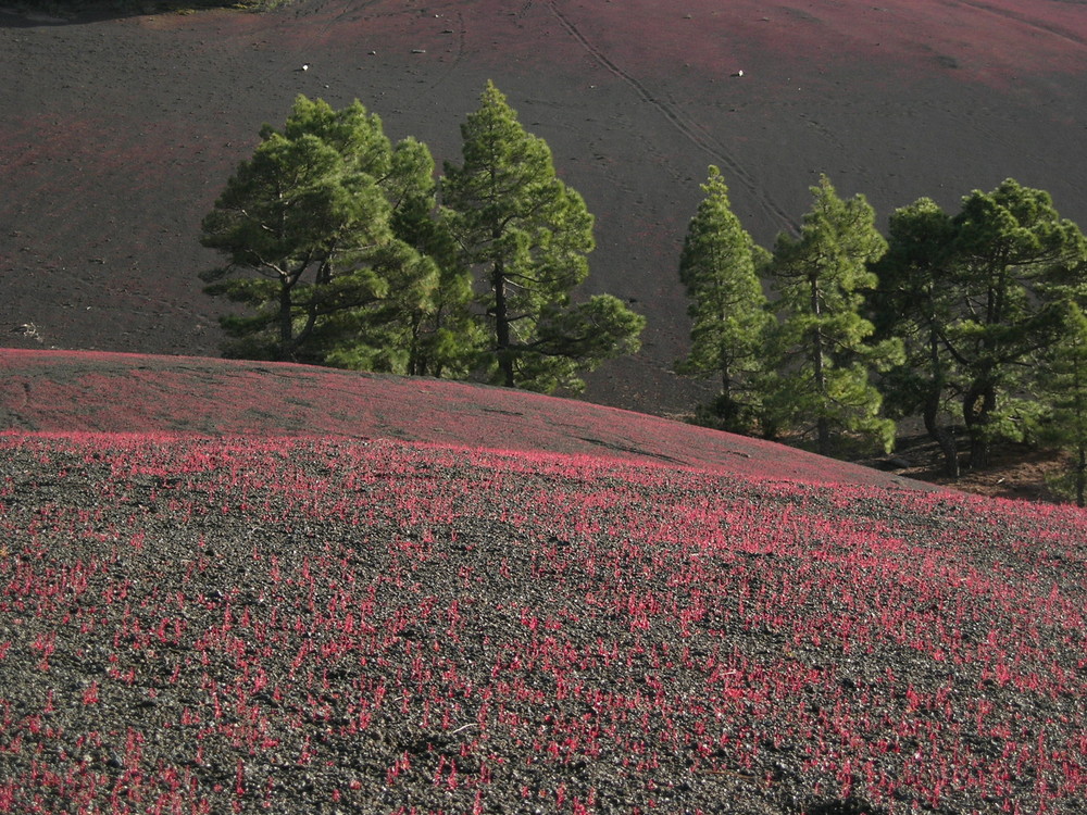 Camino Cabeza de Vaca (La Palma)