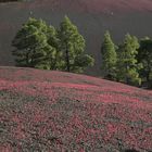 Camino Cabeza de Vaca (La Palma)