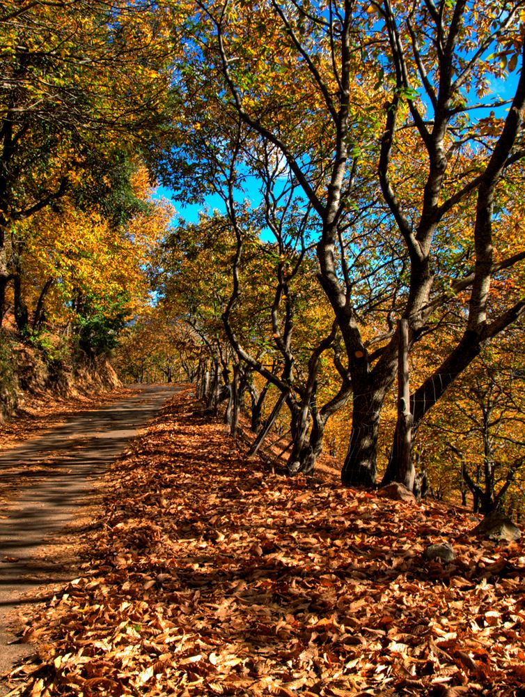 Camino castaños