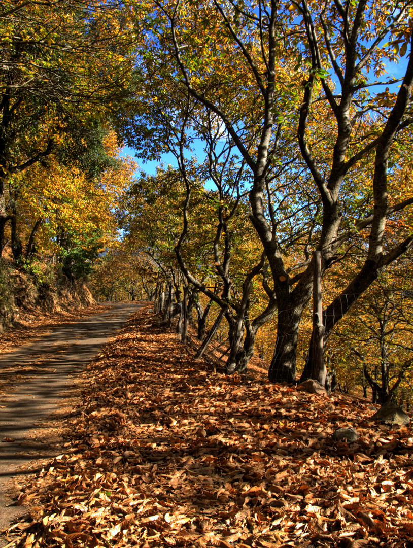 Camino castaños