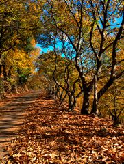 Camino castaños