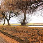 camino costero,en otoño