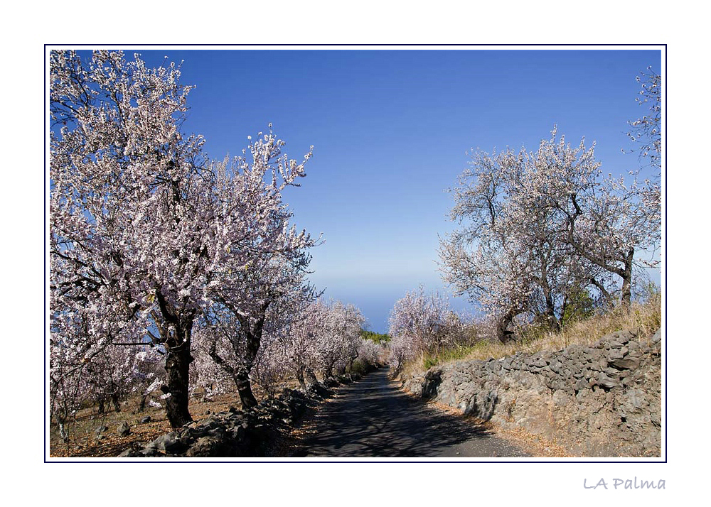 Camino de Almendras