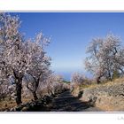 Camino de Almendras