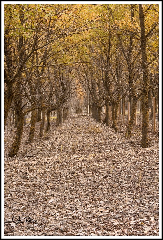 Camino de arboles