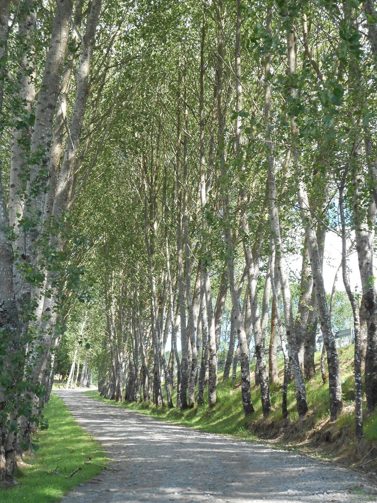 camino de arboles de pachi vargas 