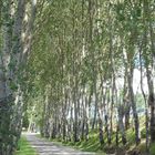 camino de arboles