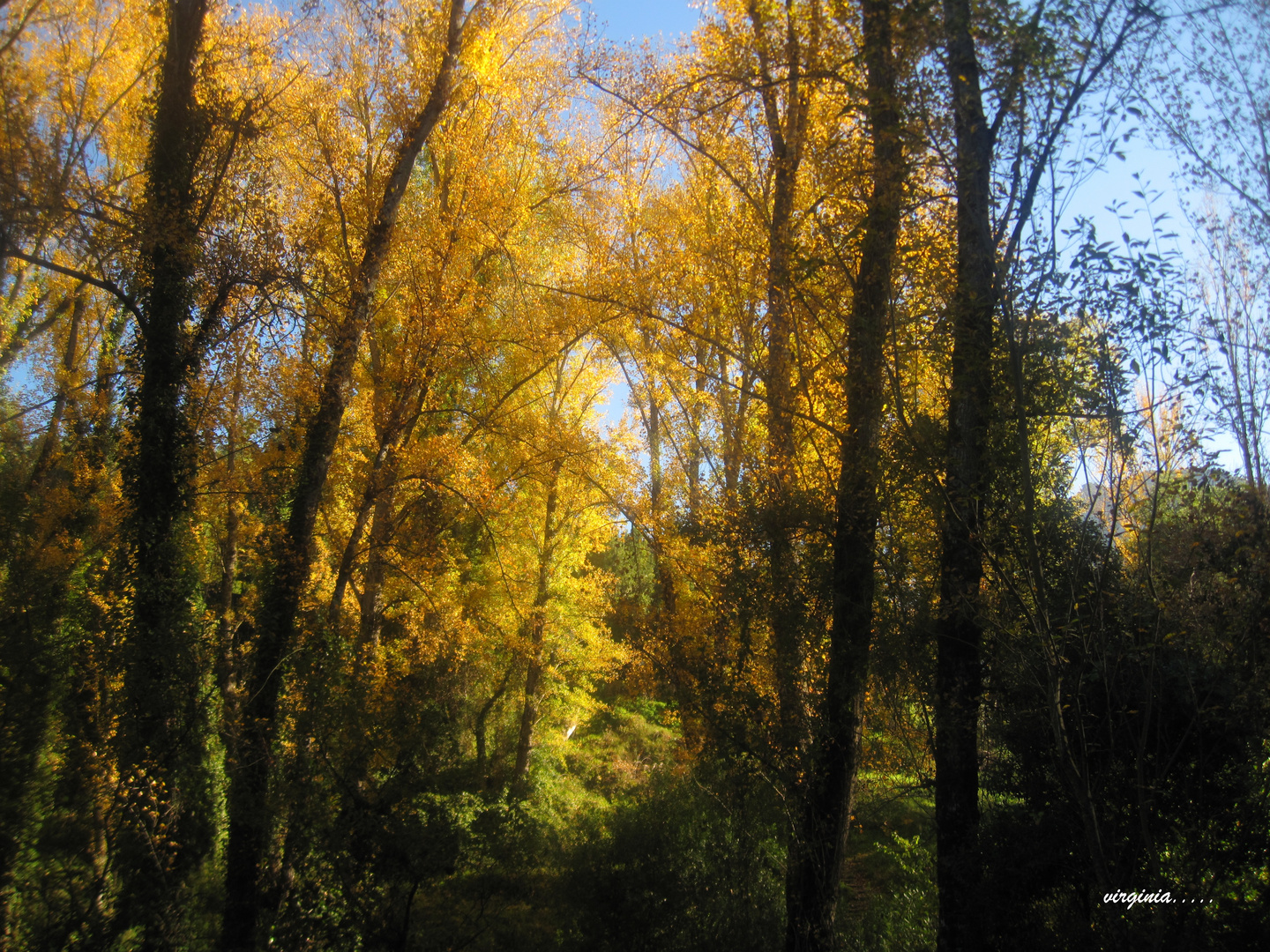 camino de Benamaoma a El Bosque