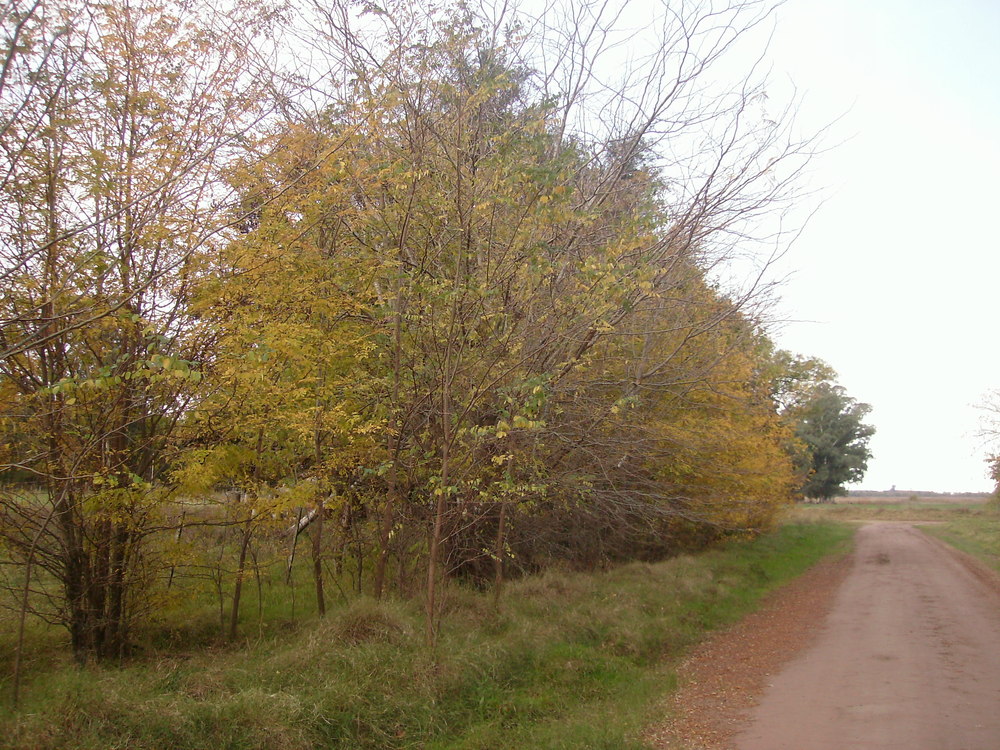 CAMINO DE CAMPO