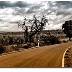 CAMINO DE GUADALCÁZAR