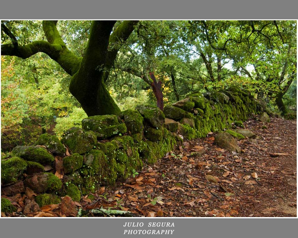 Camino de los Castaños