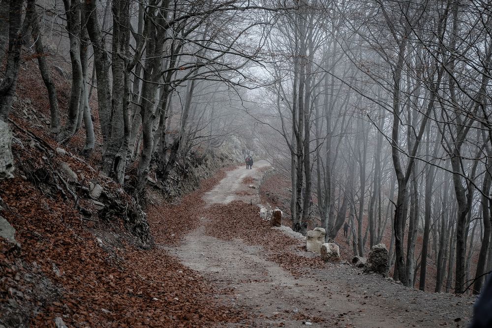 Camino de otoño