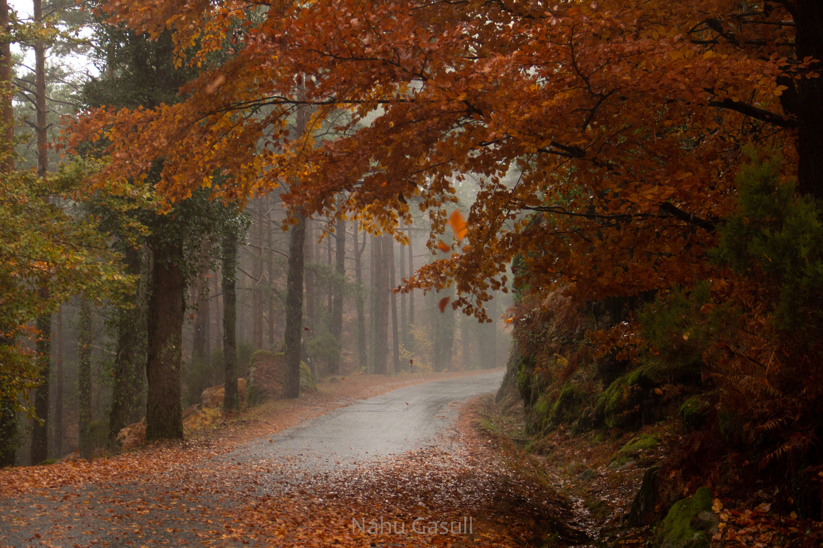 Camino de otoño 