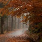 Camino de otoño 