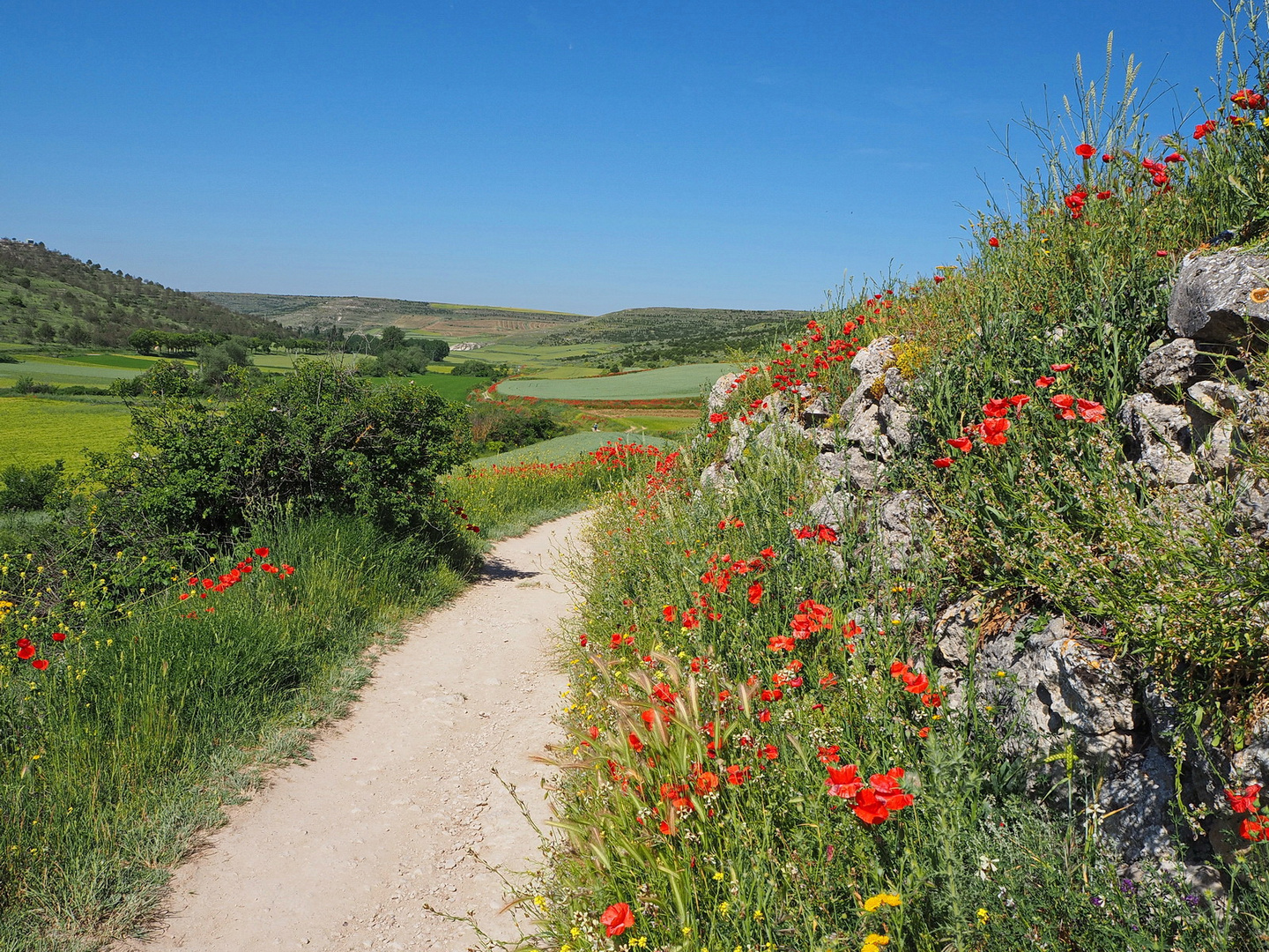 Camino de Santiago