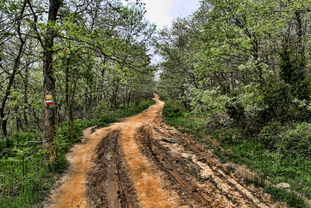 Camino de Santiago