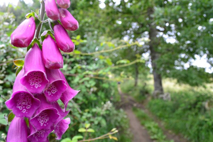 Camino de Santiago