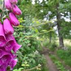 Camino de Santiago