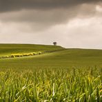 Camino de Santiago (4)