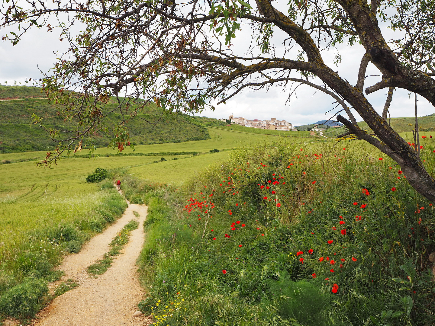 Camino de Santiago