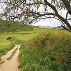 Camino de Santiago