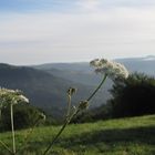 Camino de Santiago XI