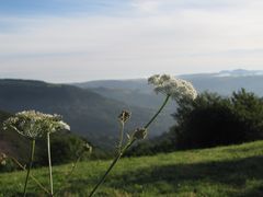 Camino de Santiago XI