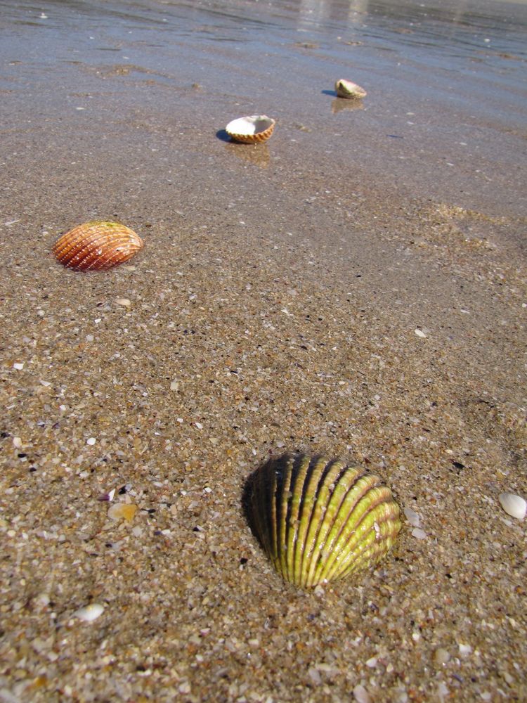 Camino de Santiago XIX